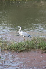 Fototapeta premium Egret reflecting water. High quality photo