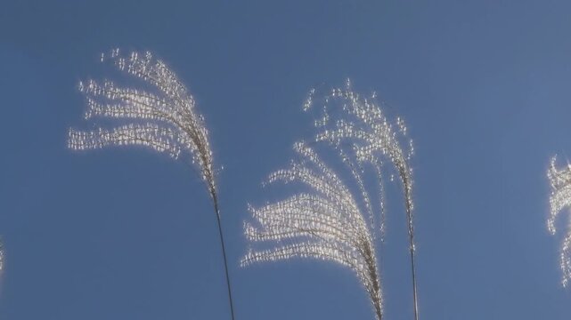 Tokyo, Japan - December 30, 2025: Sparkling Japanese silver grass or pampus grass or Miscanthus sinensis in winter
