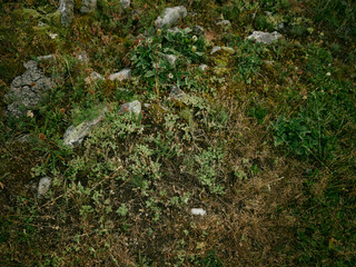 Moss and low plants cover uneven ground with rocks and soil, creating a natural texture and greenery in an outdoors setting