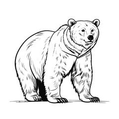 Obraz premium Detailed Sketch of a Standing Bear Facing Forward in Black and White Against a White Background Illustrating Wildlife