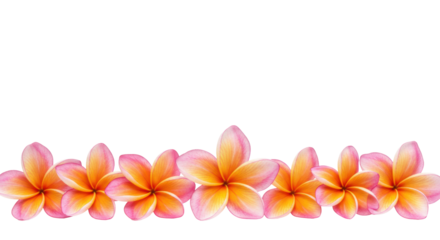 Plump plumeria (frangipani) flowers, pink to orange petals with yellow centers, arranged in a horizontal line on a transparent studio background with copy space, concept of tropical summer elegance