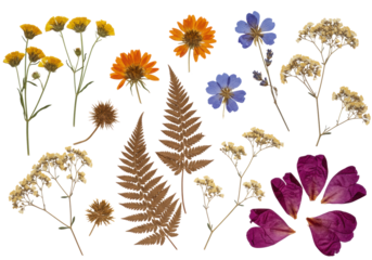 Diverse dried and pressed botanical specimens (wildflowers, fern, peony petals) on transparent background with copy space, studio flat lay, concept of botanical study and natural heritage