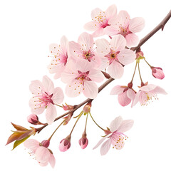 Cherry Bloom Magic! on transparent background