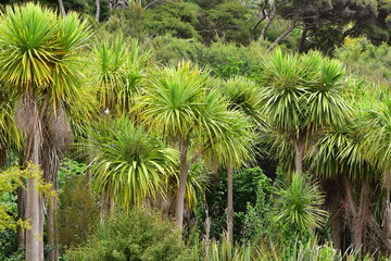 Area with dense growth of native cabbage tree Cordyline australis. Location: Puhoi New Zealand