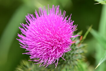 Detail of purple flower head of Bull thistle Cirsium vulgare. Location: Puhoi New Zealand