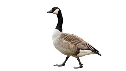 Fototapeta premium A canadian goose walking on a plain background