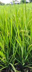 Obraz premium rice field in thailand