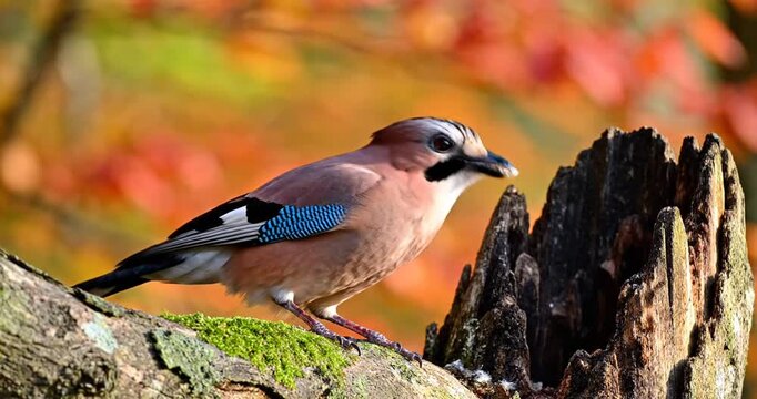 A vibrant jay perched on a mossy log in a colorful autumn forest, showcasing nature's beauty