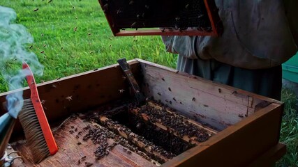 Beekeeper inspects hive, bees swarming, green field backdrop, summer day
