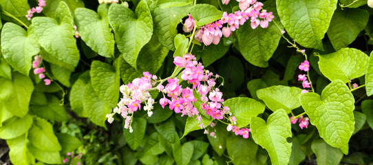 green leaves background