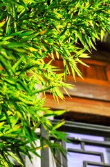 sun shining through the bamboo forest in temple