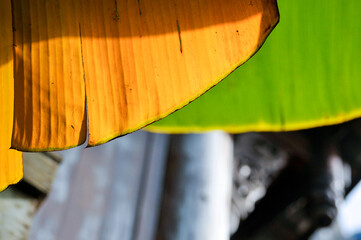 Banana Tree Leaves 