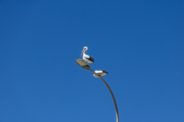 Pair of Pelicans perched on top of tall lamppost at The Entrance beach resort, NSW, Australia on 30 December 2025