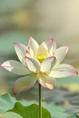 Fototapeta premium white water lily