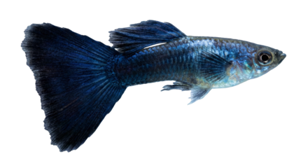 Blue Guppy Fish Isolated on White Background Aquarium Pet