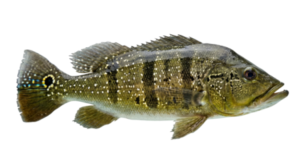 Peacock Bass Fish Isolated on White Background Amazon Sport