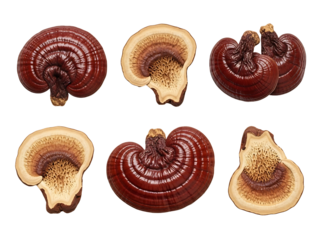 Collection of reishi mushrooms whole and sliced isolated on transparent background