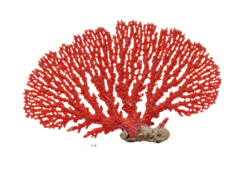 Vibrant scarlet branching coral, intricate porous texture, macro on transparent with subtle reflection, copy space. Concept of natural marine beauty
