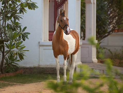 marwari horse infront of gate