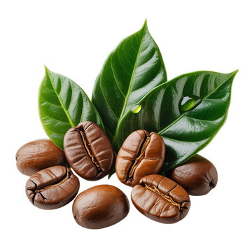 Granos de caf&eacute; con hojas de la planta del caf&eacute; sin fondo isolated on white background