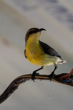 sunbird perching on wire 