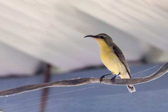 sunbird perching on wire