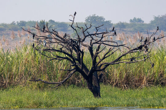 tree in the field