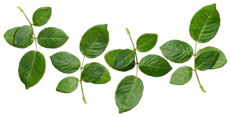 a collection of vibrant rose leaves in varying shades of green, meticulously arranged on a transparent background, offering a fresh and natural aesthetic for various design projects.