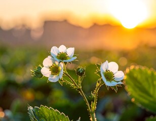 Strawberry Blossoms at Sunset - A Delicate Beauty in Golden Light.