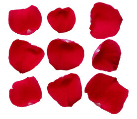 a close-up, overhead view of nine vibrant red rose petals scattered artistically on a stark transparent background