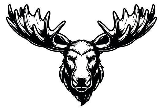Hand drawn line art illustration of a moose head depicting a majestic front view for wildlife branding