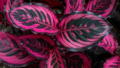 Striking Calathea Ornata - A Close-Up of Pink-Striped Foliage.