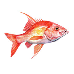 Fototapeta premium Watercolor illustration of red snapper fish on transparent background