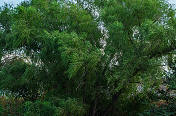 bosque, &aacute;rbol, naturaleza, jungla, tropical, paisaje, f&aacute;brica, la palma, aparcar, hojas, madera, c&eacute;sped, camino, ambiente, verano, huerta, sol, flora, follaje, helecho, arrastrar