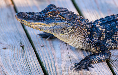 Close-up of Alligator