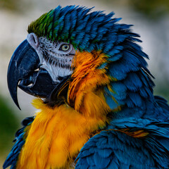 Gold and Blue Macaw