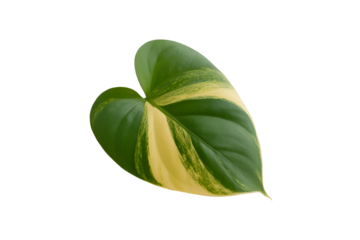 Variegated green and yellow heart shaped leaf isolated on transparent background
