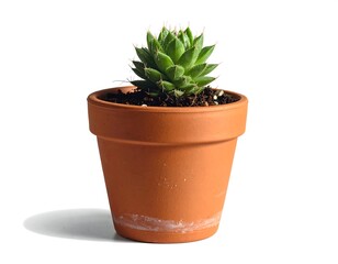 Succulent Plant in Clay Pot - A Study in Green and Brown.