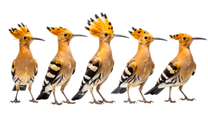 Group of realistic hoopoe birds with crests on white background