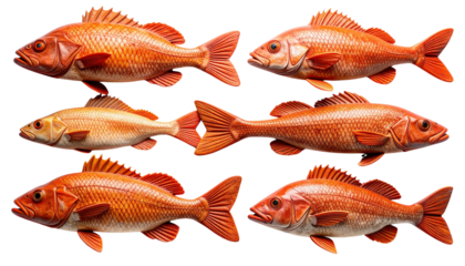 Close up pattern of multiple red fish swimming together