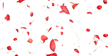 Red and white flower petals sway in the wind. Isolated on alpha background. 3D rendering.