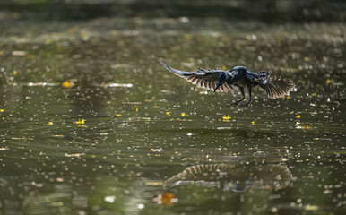 Grey heron diving toward the water with sharp focus