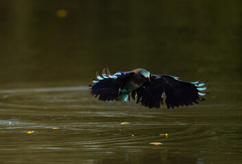 Colorful bird diving into the water to catch prey, wings spread wide showing vibrant blue feathers