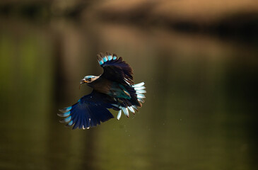 Colorful bird diving into the water to catch prey, wings spread wide showing vibrant blue feathers