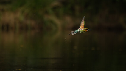 Two colorful bee eater birds perched on tree branches in a lush green forest