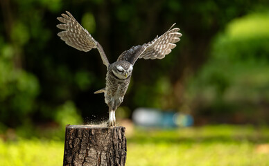 An owl spreads its wings as it lands to catch a caterpillar on a tree stump for food