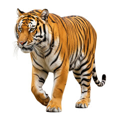 Obraz premium Majestic tiger in motion isolated on transparent background