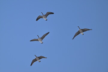 Obraz premium Canada geese on the sky, Canada, wildlife, nature, wild