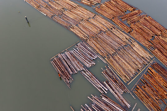 Aerial View of Dense Timber Piles Floating in Shallow Water, Log Rafts, BC Canada Coastal