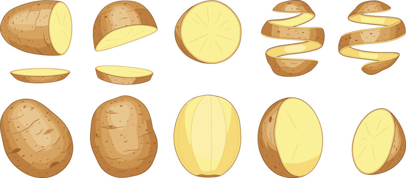 Fresh potato vector set featuring whole raw potatoes halved sections sliced pieces and curled potato skins isolated on white background for cooking.
